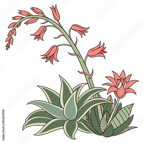 Succulent Plant Illustration with Blooming Flowers Vector

