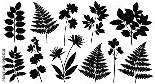 A diverse collection of various fern leaves showcasing their intricate and delicate structures.