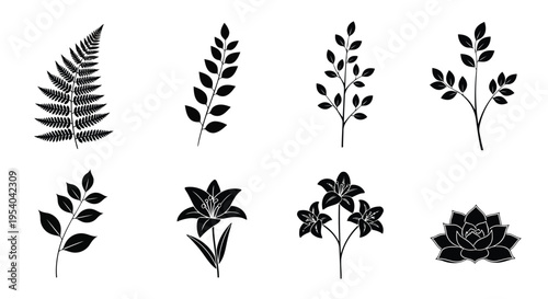A variety of different types of ferns and leaves in black and white illustration