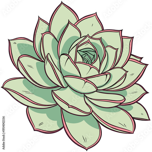 Succulent Plant Illustration Vector


