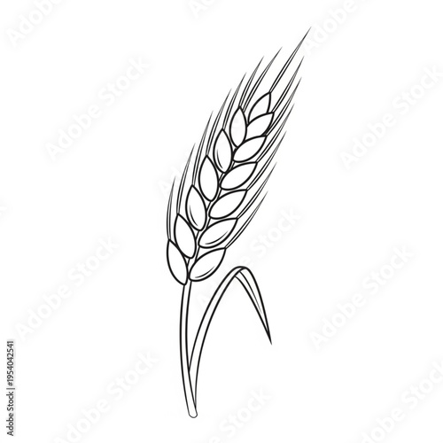 Wheat Ear Grain Illustration Simple Line Art.