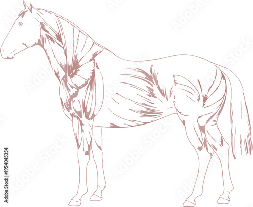 Detailed horse muscular system anatomical illustration in profile view with intricate line art showing equine muscle structure on dark background