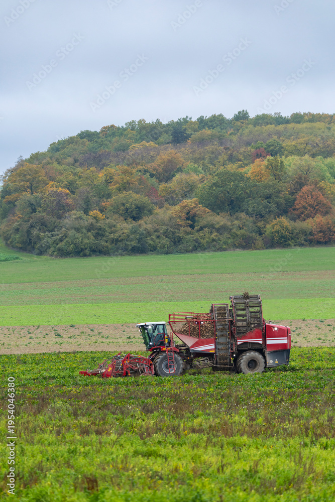 Fototapeta premium Sugar beet harvester working in a rural field