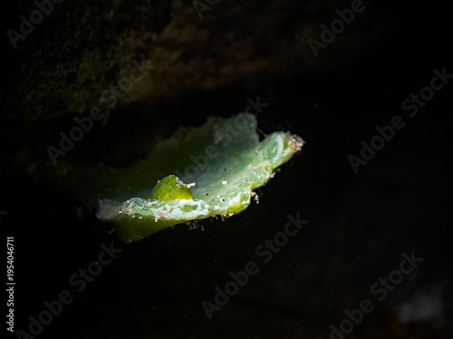 Halimeda Sapsucking Slug (Elysiella pusila)
