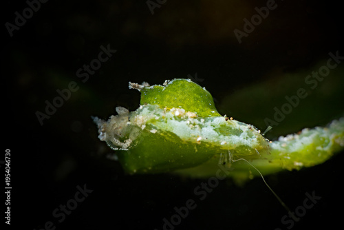 Halimeda Sapsucking Slug (Elysiella pusila)