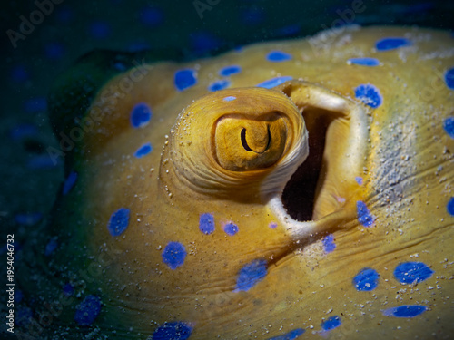 Bluespotted Ribbontail Ray Eye - Taeniura lymna - Blaupunktrochen