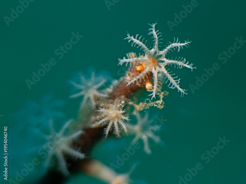 Isolated white coral polyp with green background