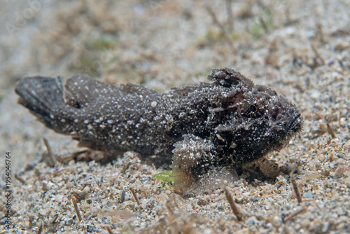 Lembeh Velvetfish - Paraploactis sp1 - Lembeh Samtfisch