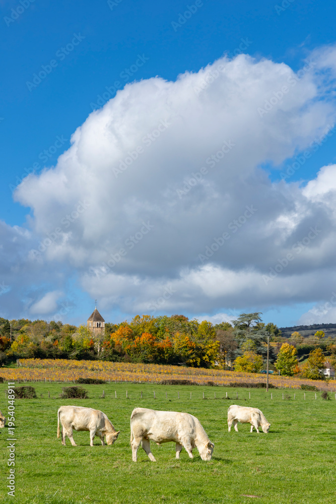 Fototapeta premium Charolais cows grazing in pasture with village church tower