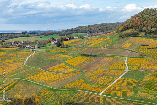 Vineyards changing colors in autumn, Chateau Chalon, Jura, France
