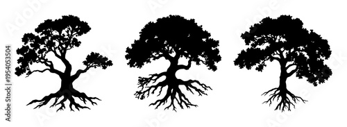 Oak tree with roots silhouette set with darkened bark texture and expansive root network featuring tree, oak, nature, botanical line art with black and white and illustration