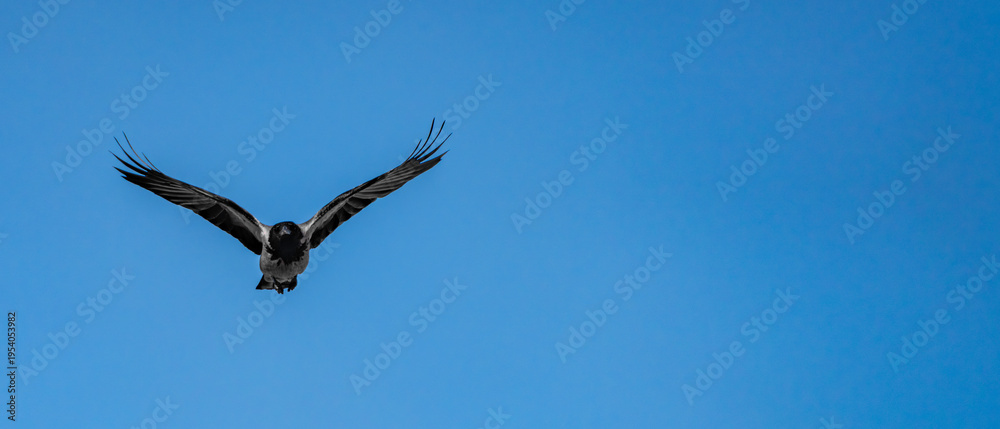 Fototapeta premium Black crow flying in the blue sky 