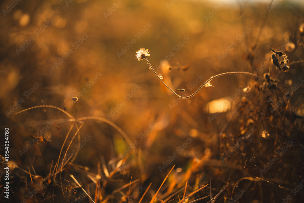 Obraz premium Golden grass wild grass sunlight field nature autumn rural outdoor warm landscape gently illuminated by evening sunlight evoking peaceful and serene atmosphere