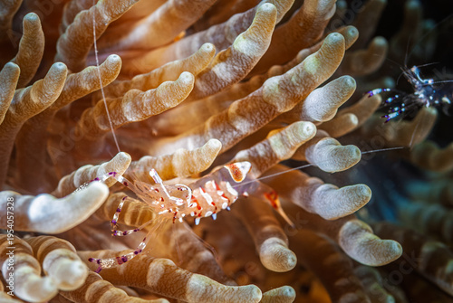 A picture of a commensal shrimp