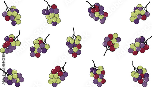 Hand drawn vector illustration of colorful grape bunches with green purple and red grapes isolated on white background for wine production and fruit harvest (25 words)