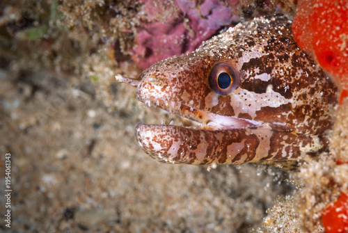 A picture of a barredfin moray