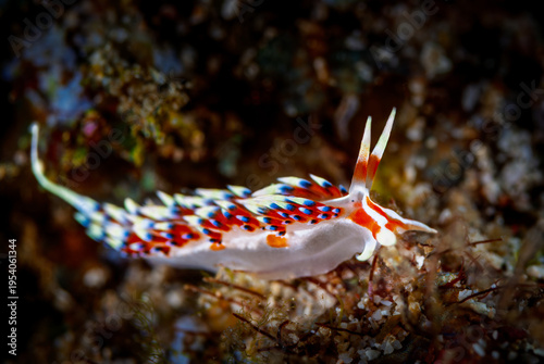 The beautiful colors of nudibranches