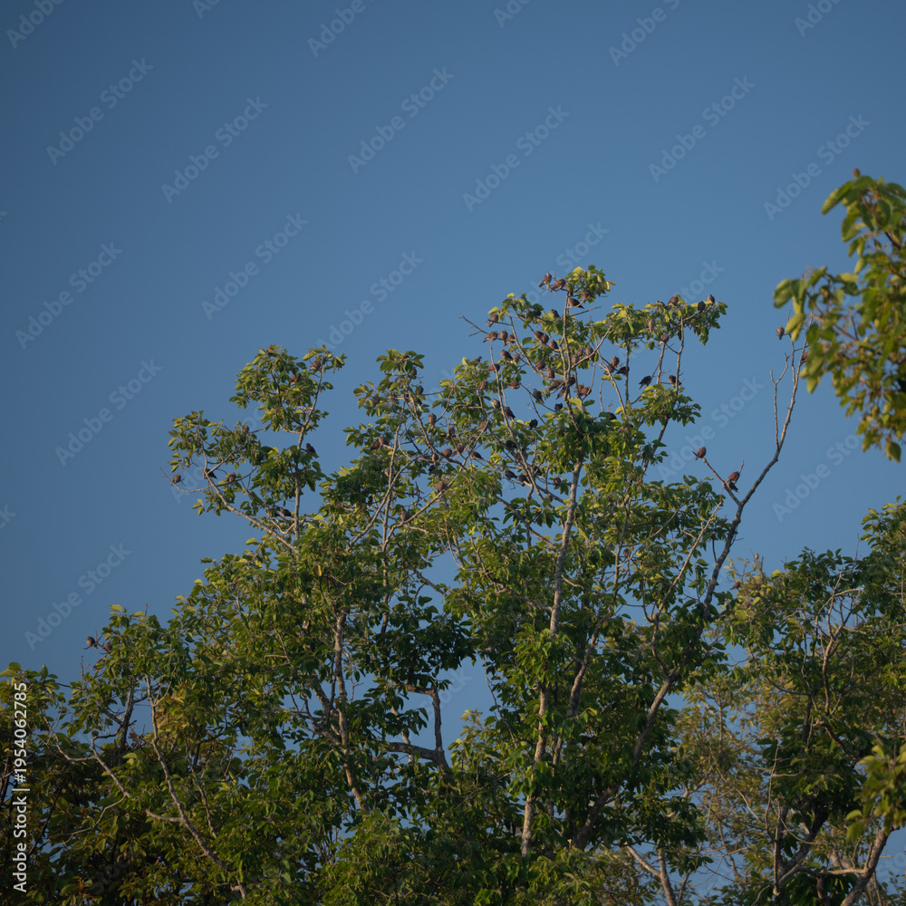 Naklejka premium Big Tree at sunrise in natural landscape environmental sustainability concept forest ecology serene countryside scenery morning light misty hills peaceful nature