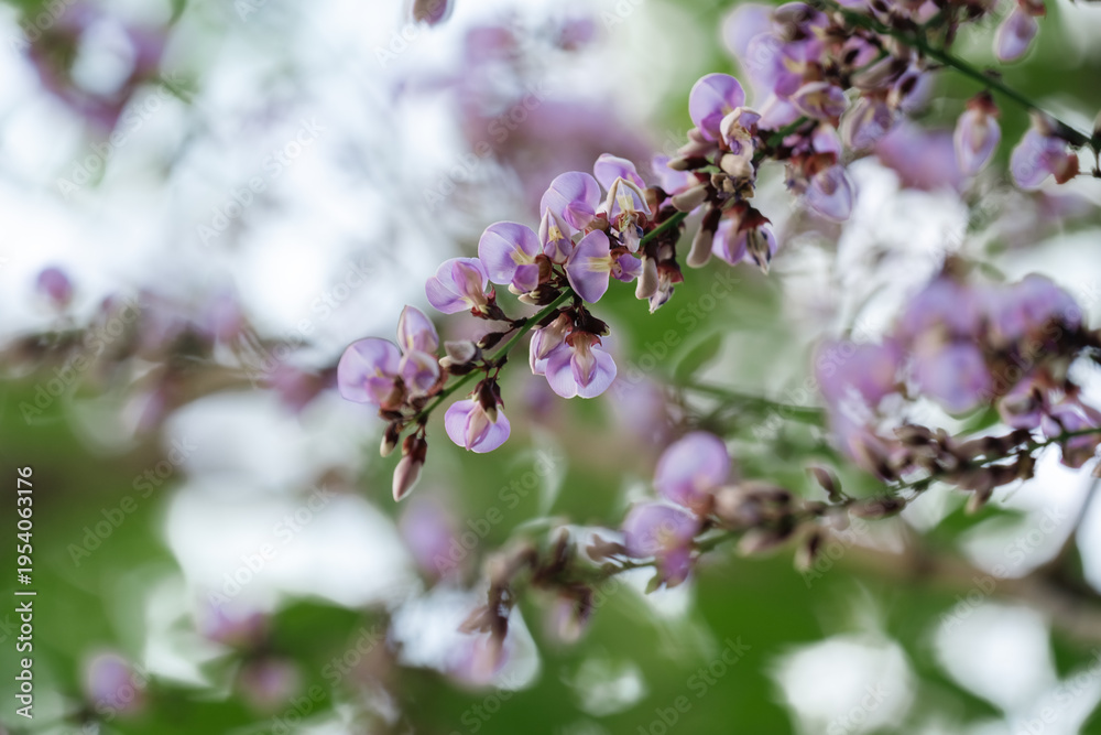 Fototapeta premium Purple flower nature blossom petal spring garden flora outdoor green leaf create peaceful and vibrant scene with soft focus and natural light evoking calm and beauty