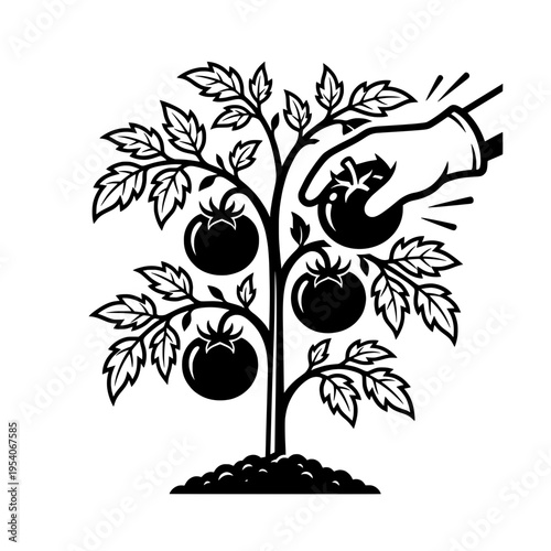 Hand Harvesting Tomatoes Plant – Organic Gardening Vegetable Vector Illustration