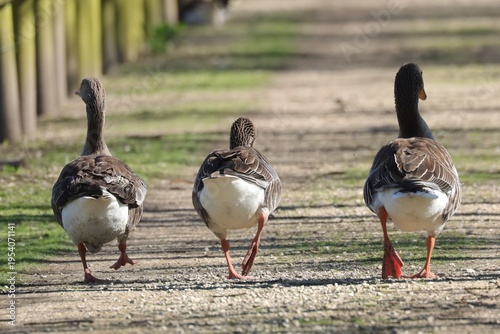 Fotografija promenade d'oies