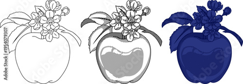 Vintage etching style illustration of a Black Diamond apple with blossoms and leaves,for botanical studies, premium cider branding, organic food packaging, and classic cider house aesthetics.