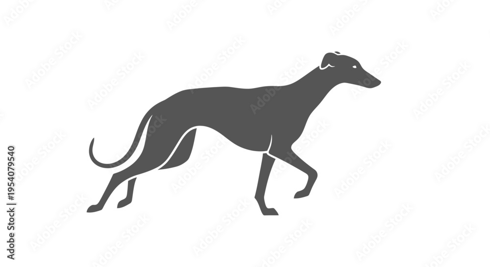 Fototapeta premium Greyhound Dog Silhouette Running Profile View.