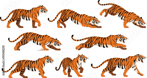 Dynamic Tiger Action Set with Various Stance and Motion Poses, Growling and Walking Big Cat Vector Illustrations for Wildlife and Nature Designs