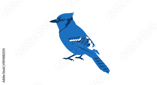 Blue Jay Bird Standing on White Background.