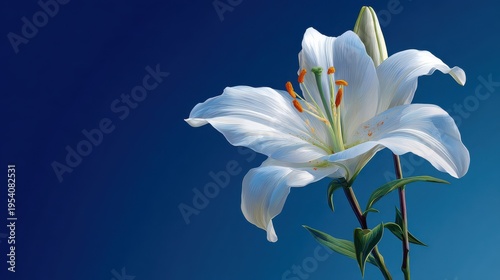 easter lily white blue on a blue background