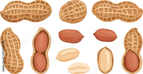 Peanut Shell and Kernel Set with Whole, Opened, and Shelled Peanuts Collection for Food Illustration, Snack Design, Organic Nutrition, and Agricultural Concepts