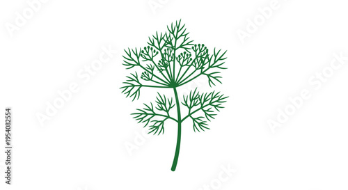 Fresh Green Dill Herb Plant Isolated.