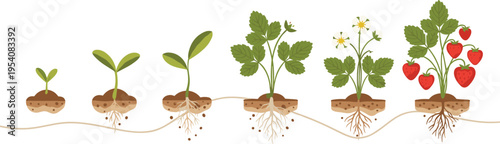 Strawberry Plant Growth Stages Set from Seedling to Fruit with Roots and Leaves for Agriculture, Farming, and Botanical Design Projects