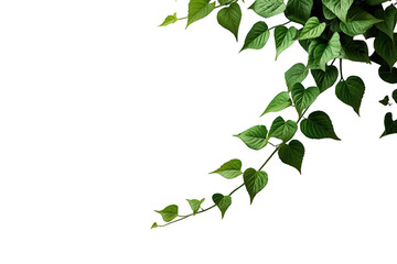 Lush green vine leaves hanging, growing on a branch, corner border design element with transparent background
