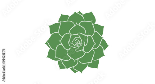 Green Succulent Plant Isolated on White.