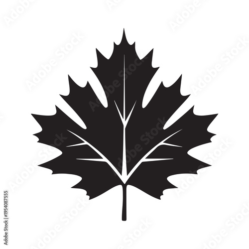 canadian maple leaf silhouette white background vector illustration