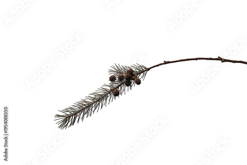Pine tree branch with green needles and small cones on transparent background, symbolizing nature, winter, and holidays