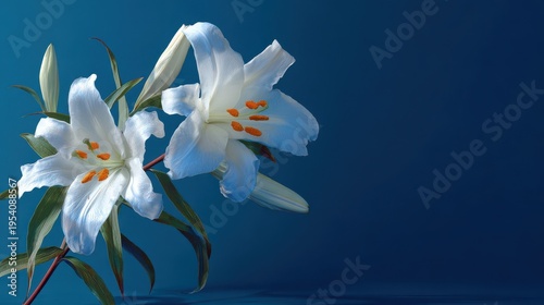 easter lily white blue on a blue background