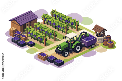 Tractor harvesting grapes in a vineyard with a barn and well.