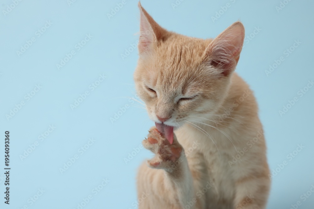 Fototapeta premium Adorable ginger cat on light blue background, space for text
