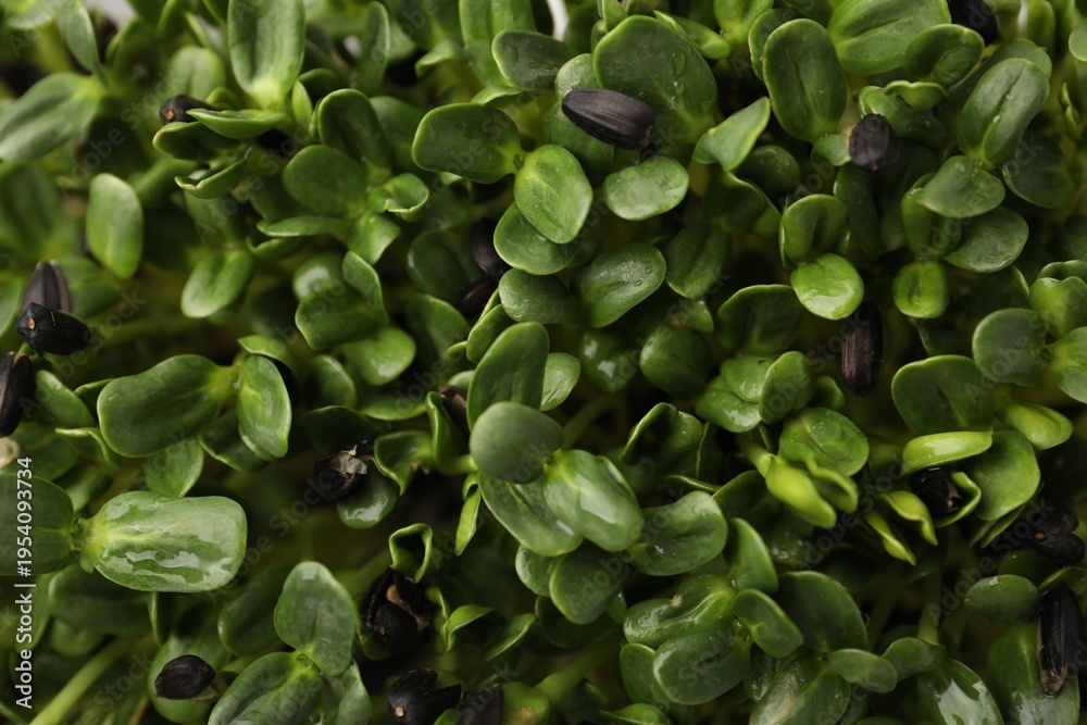 Fototapeta premium Fresh ripe microgreens as background, closeup view