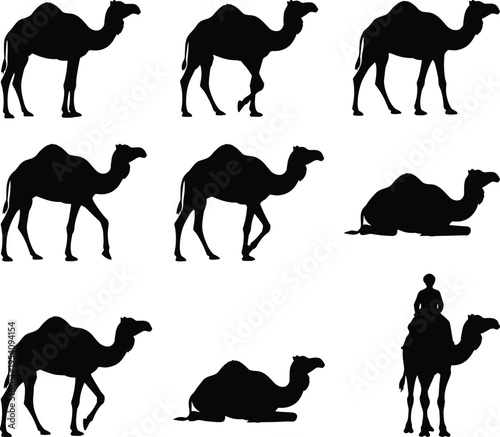 Camel silhouette collection with various poses and rider figure, black vector icons isolated on white background for desert and travel design