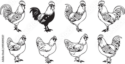 Black and white silhouette roosters and hens standing in various poses chicken