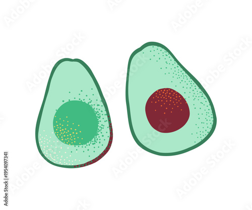 Halves avocado with bone. Healthy vegan food. Hand drawn fruits in modern style.