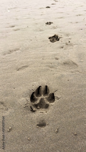 Dog feet prints in the sand