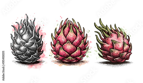 Dragon fruit engraving illustration. Scratchboard imitation. Black and white image. flat vector