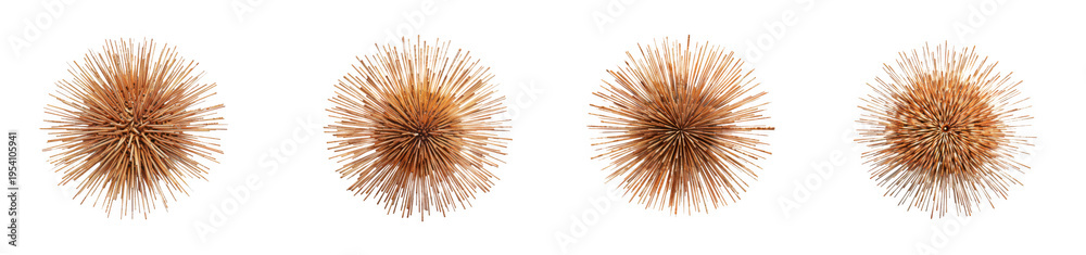 Obraz premium Set of four dried sea urchin shells isolated on transparent background