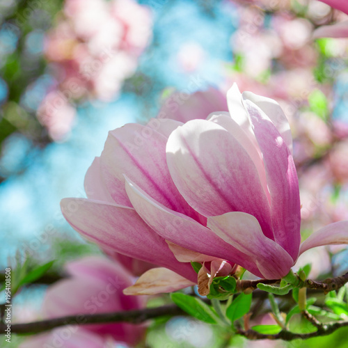 Soft pink magnolia bloom captured close-up, glowing in spring sunlight with p...