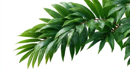 Tropical green leaves, isolated on a clean white background, highlighting vibrant color and natural texture.