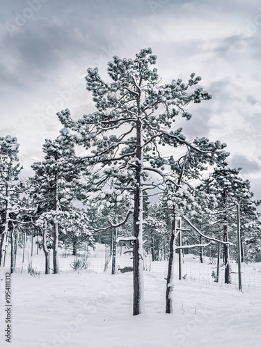 Mestervik, Norway - December 28, 2025: Outside Malangen Brygger Resort. Double-foot-thick snow layer in forest covers terrain and trees under cloudscape